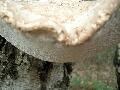 DSCN0145.JPG